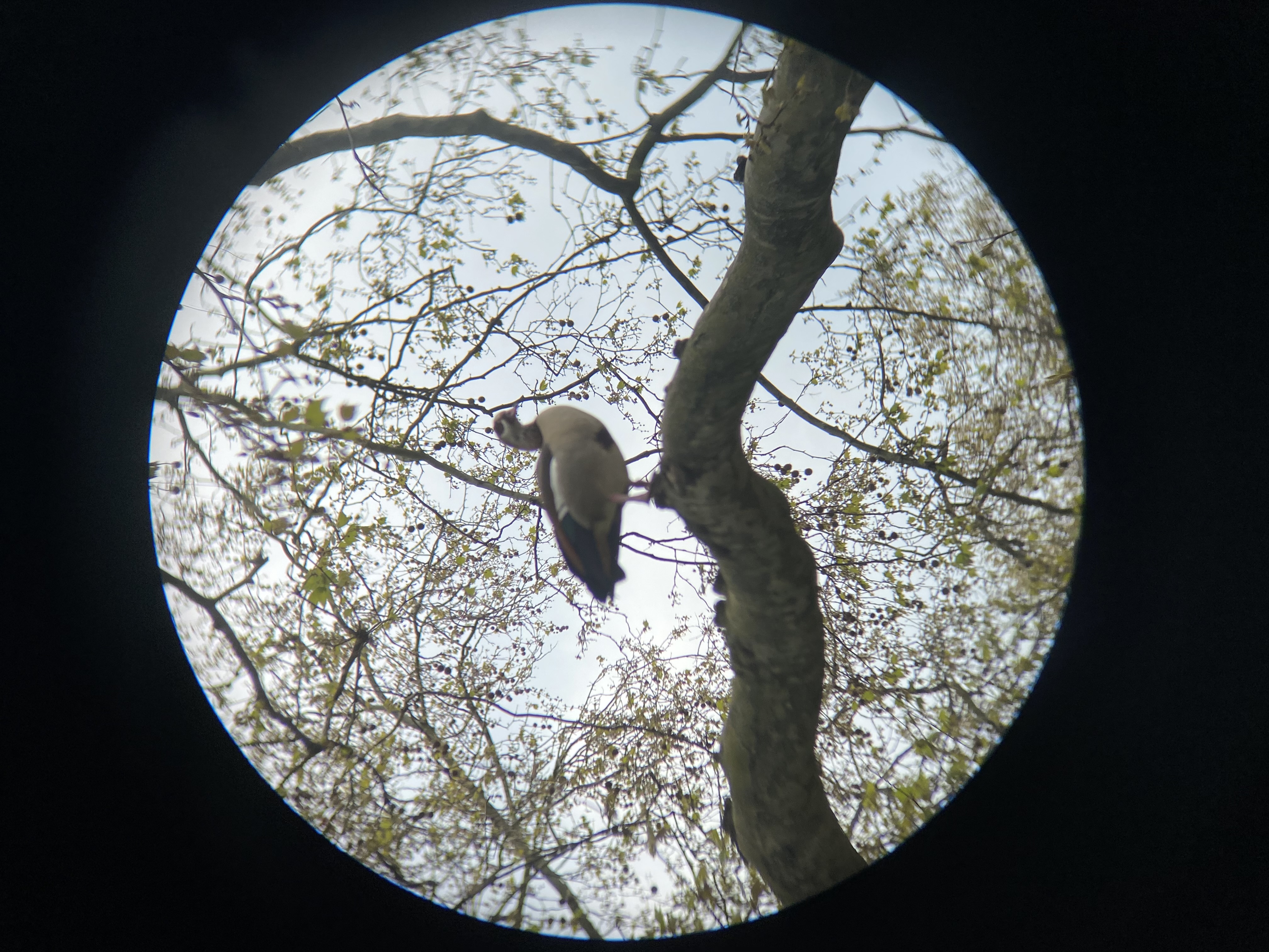 egyptian goose in tree